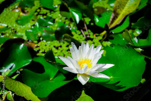 Beautiful lotus flowers in the pond