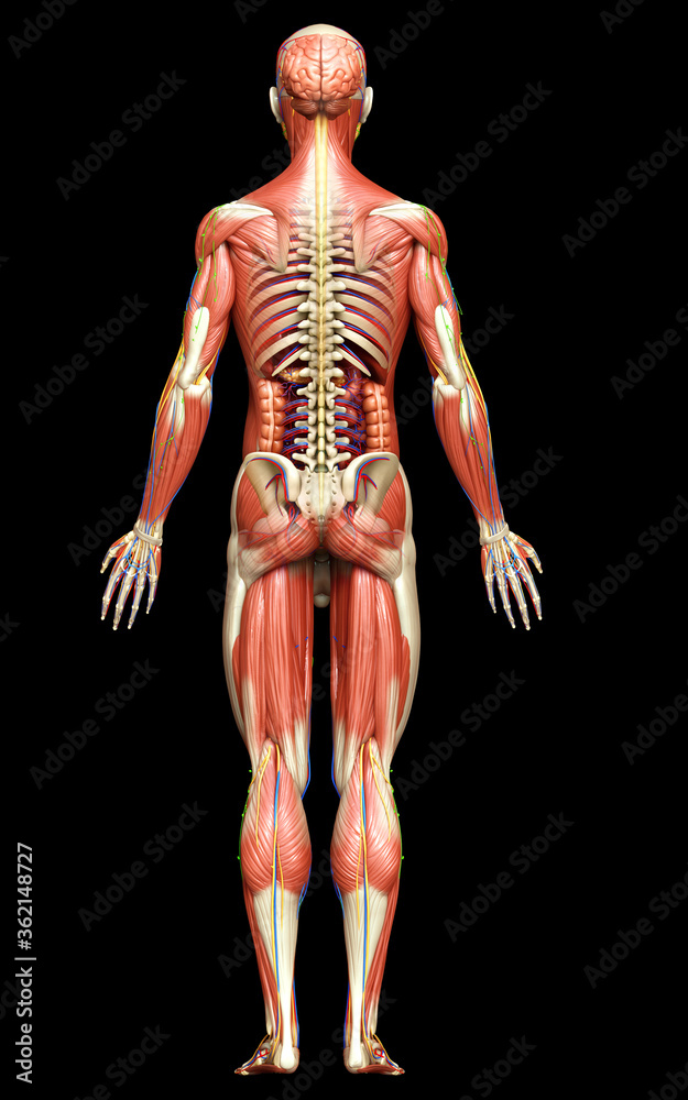 Fototapeta premium 3d rendered medically accurate of the male anatomy