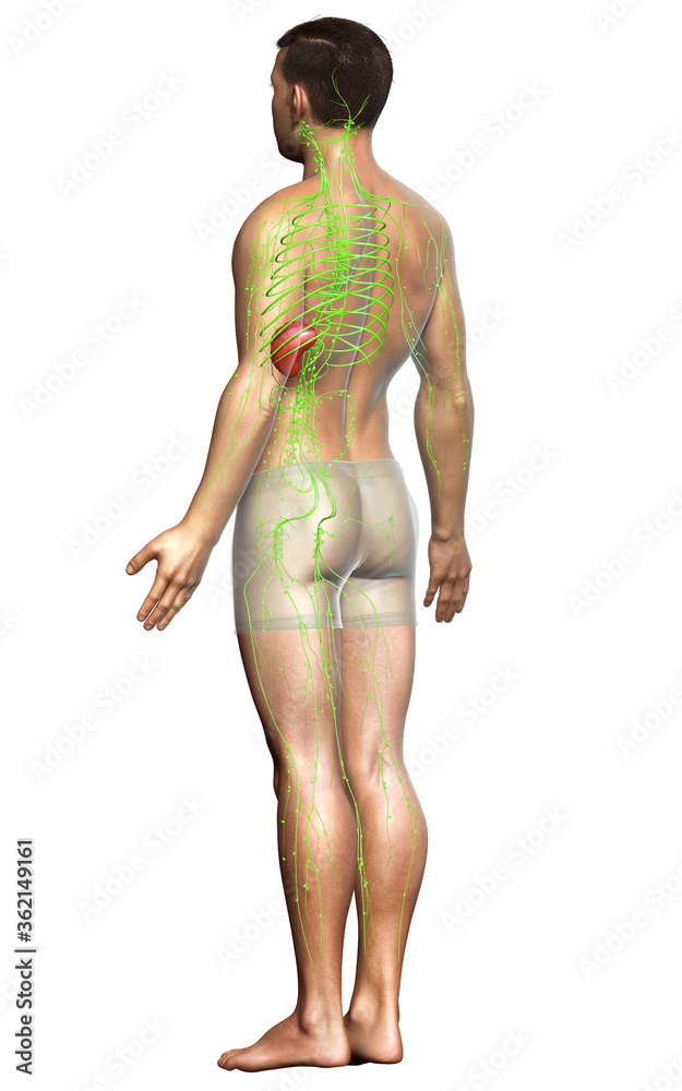 3d rendered medically accurate illustration of a male lymphatic system 3d rendered medically accurate illustration of a male lymphatic system