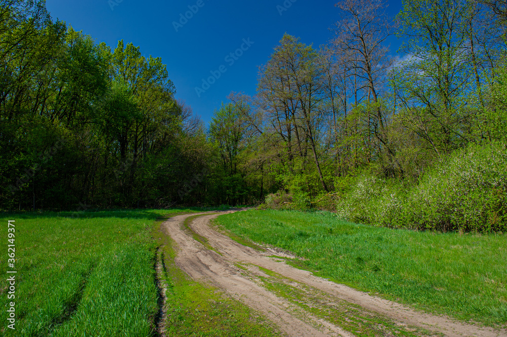 Dirt road in the meadow against the backdrop of deciduous forest.