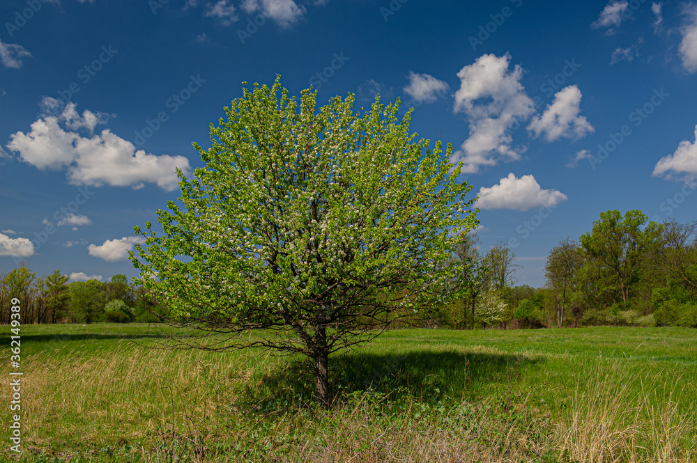 Blooming wild pear tree on a background of green meadow. Blooming wild pear tree on a background of green meadow.