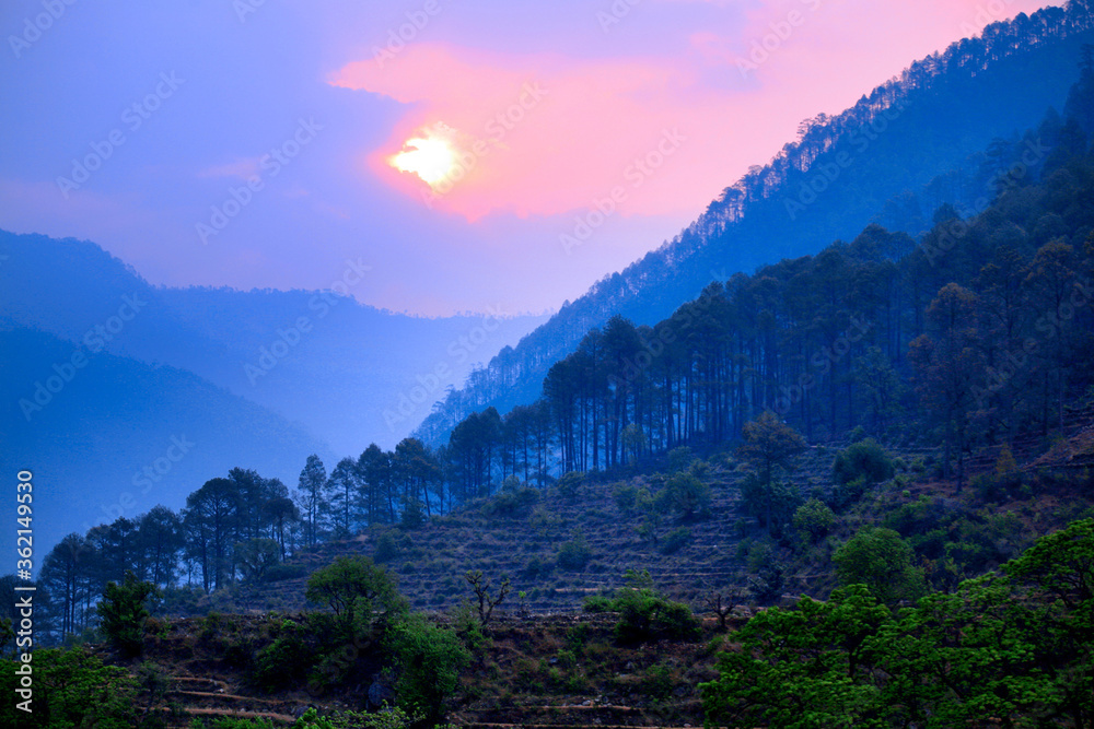 Beautiful view of pine forest at himalaya range, Uttarakhand, India.