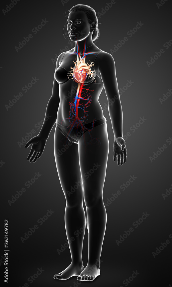 3d rendered medically accurate illustration of Female heart 3d rendered medically accurate illustration of Female heart