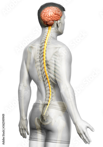 3d rendered medically accurate illustration of a male brain