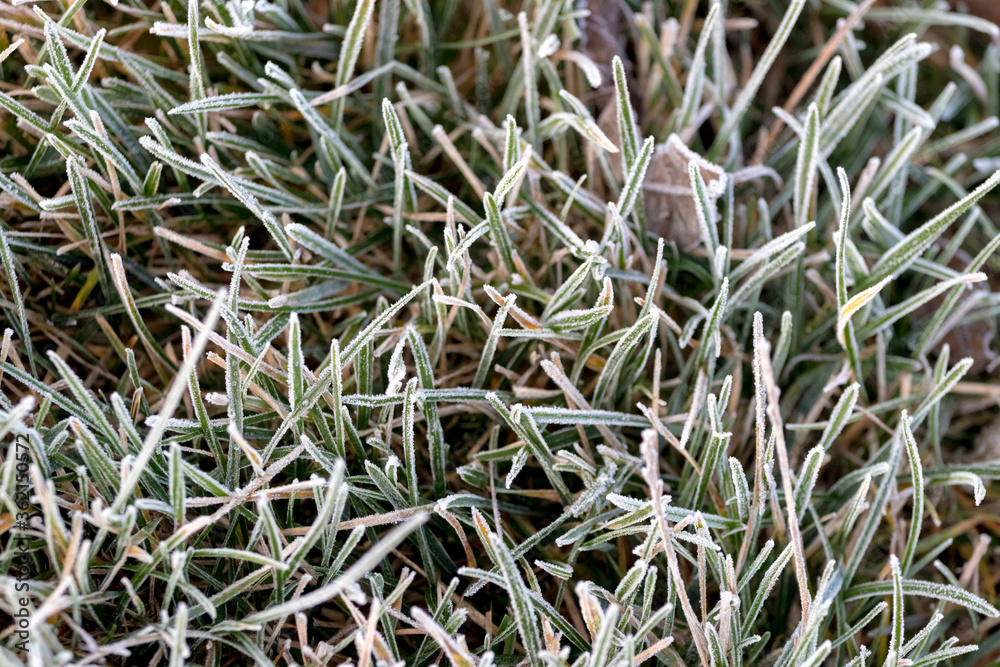 Frost-covered autumn grass, grass background, the first frosts Frost-covered autumn grass, grass background, the first frosts