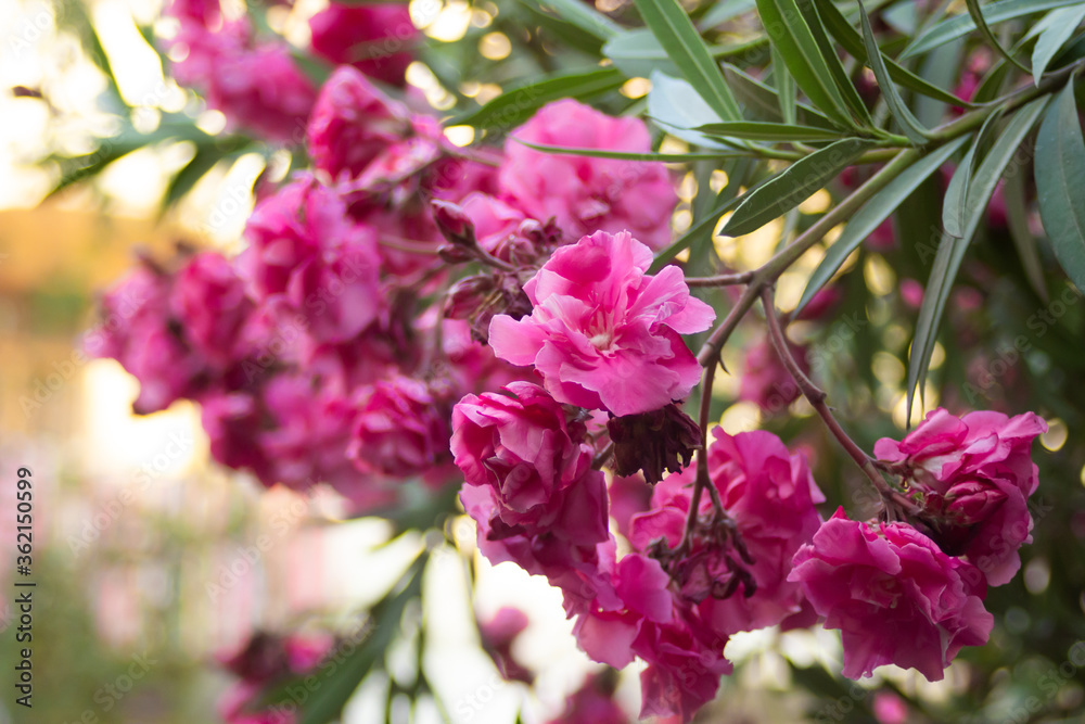 Pink flowers on oleander bushes in a summer park Pink flowers on oleander bushes in a summer park