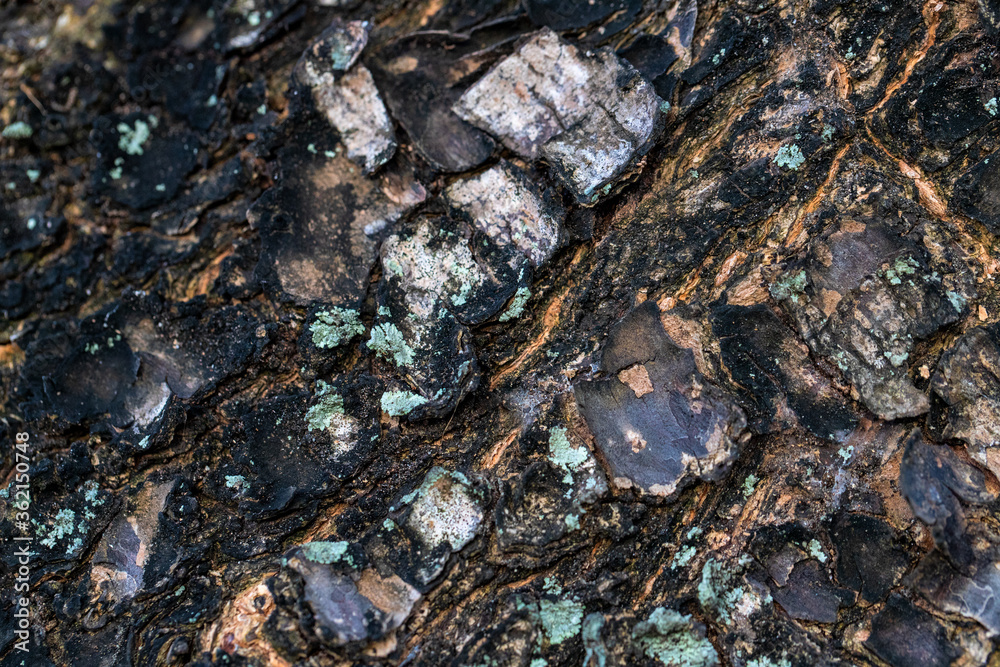 Old wooden bark texture closeup. Colorful moss on dark weathered bark. Natural textured background Old wooden bark texture closeup. Colorful moss on dark weathered bark. Natural textured background
