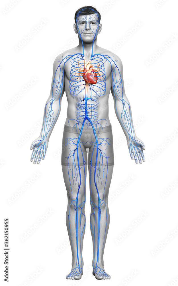 3d rendered medically accurate illustration of a male Veins anatomy 3d rendered medically accurate illustration of a male Veins anatomy