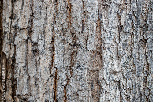 Pale bark texture closeup. Faded weathered bark with cracks. Natural textured background. Rustic wood backdrop