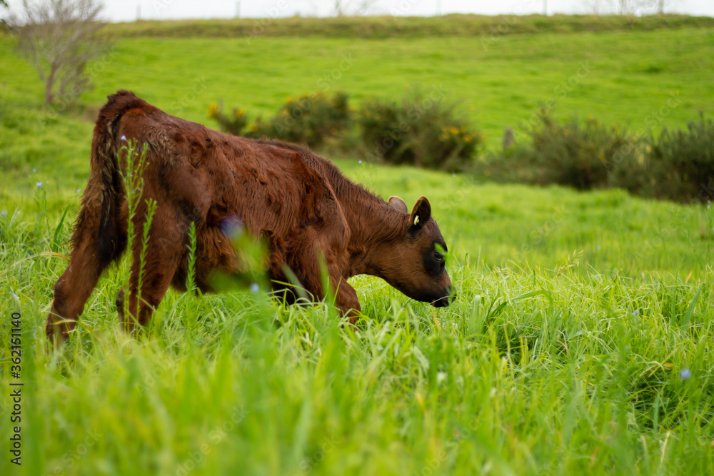 A herd of young calves explore the green pastures of an organic farm. A herd of young calves explore the green pastures of an organic farm.