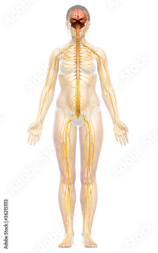 3d rendered medically accurate illustration of a female nervous system