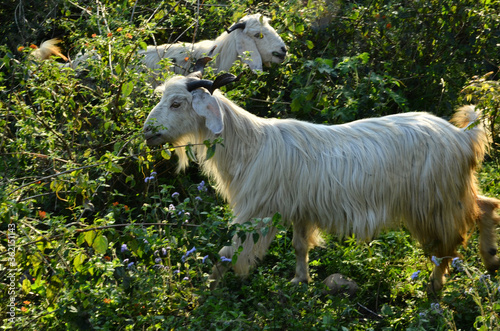 White Goat In The Forest of H.P India