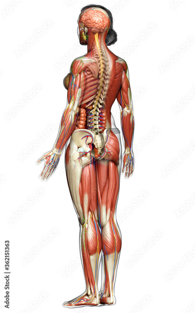 3d rendered medically accurate of the female anatomy 3d rendered medically accurate of the female anatomy