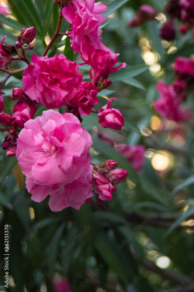 Pink flowers on oleander bushes in a summer park