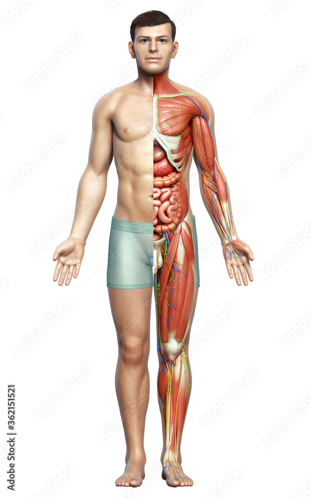 3d rendered medically accurate of the male anatomy 3d rendered medically accurate of the male anatomy