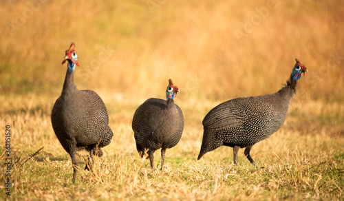 Three helmeted guineafowl standing in a field at sunset or sunrise.