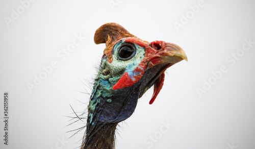 Closeup of a helmeted guinefowl face with a white background. photo