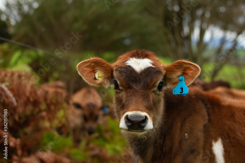 A herd of young calves explore the green pastures of an organic farm. 
