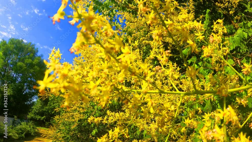 Beautiful summer yellow flowers - Sky and green leaves - Real nature