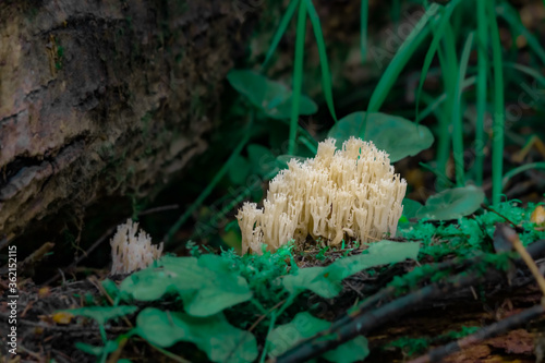 Mushroom ramaria (horned) in the form of corals on a fallen tree. Mushrooms close-up. nature background. forest.