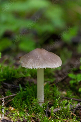 Toadstool mushroom in in moss on a fallen tree. Mushrooms close-up. nature background. forest.