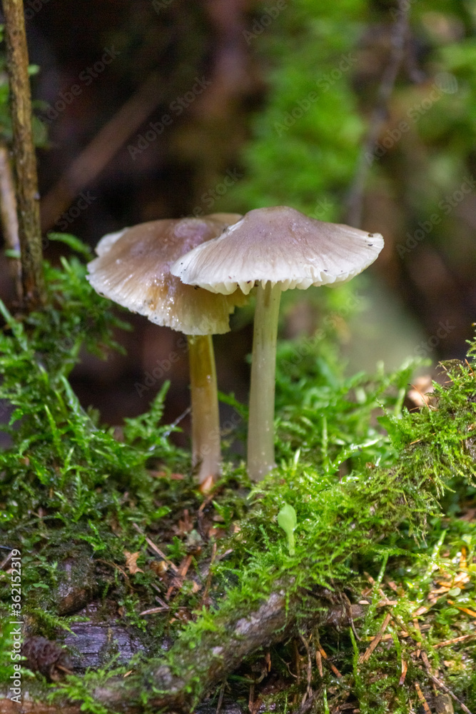 Toadstool mushroom in in moss on a fallen tree. Mushrooms close-up. nature background. forest. Toadstool mushroom in in moss on a fallen tree. Mushrooms close-up. nature background. forest.