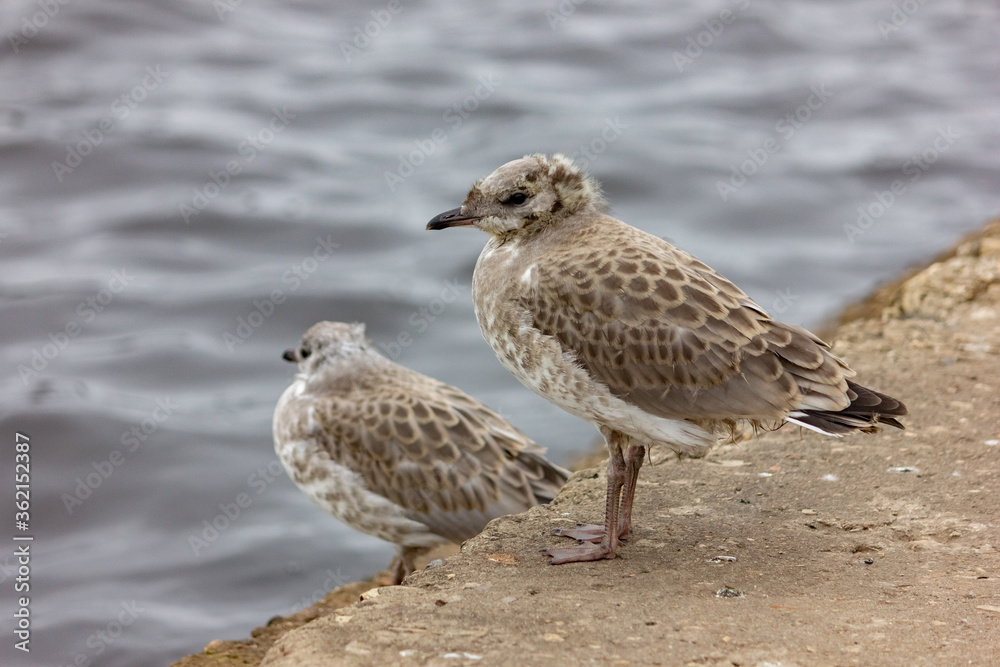 Obraz premium Chicks of seagulls on a pier near the water. Bird and sea close-up. Plumage. Wild birds background.