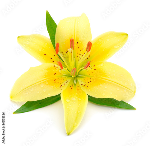 One yellow lily.