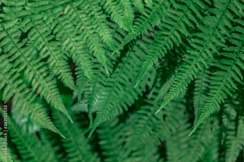 Fern in the forest close-up. Background of leaves.