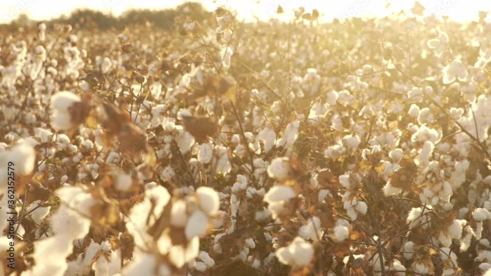 Blooming Cotton Field, Ready For Harvest Under A Golden Sunset - Pan Right Blooming Cotton Field, Ready For Harvest Under A Golden Sunset - Pan Right