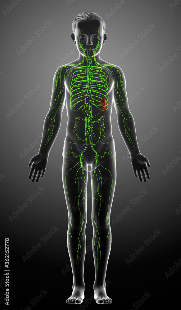 3d rendered medically accurate illustration of a young boy lymphatic system 3d rendered medically accurate illustration of a young boy lymphatic system