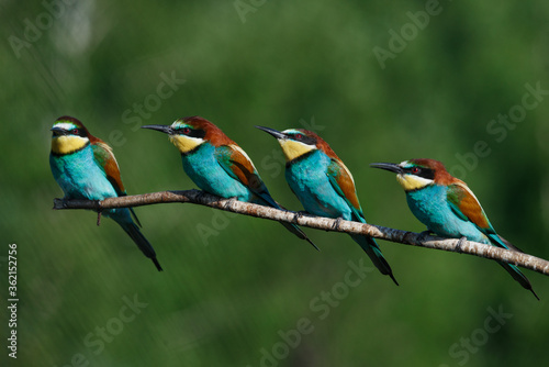 Four bee eaters sit on the same branch on a summer day