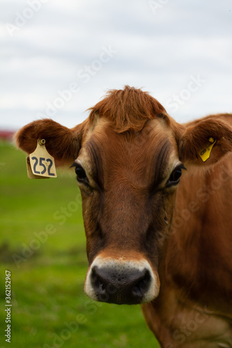 A dairy cow on an organic farm.  © Carl