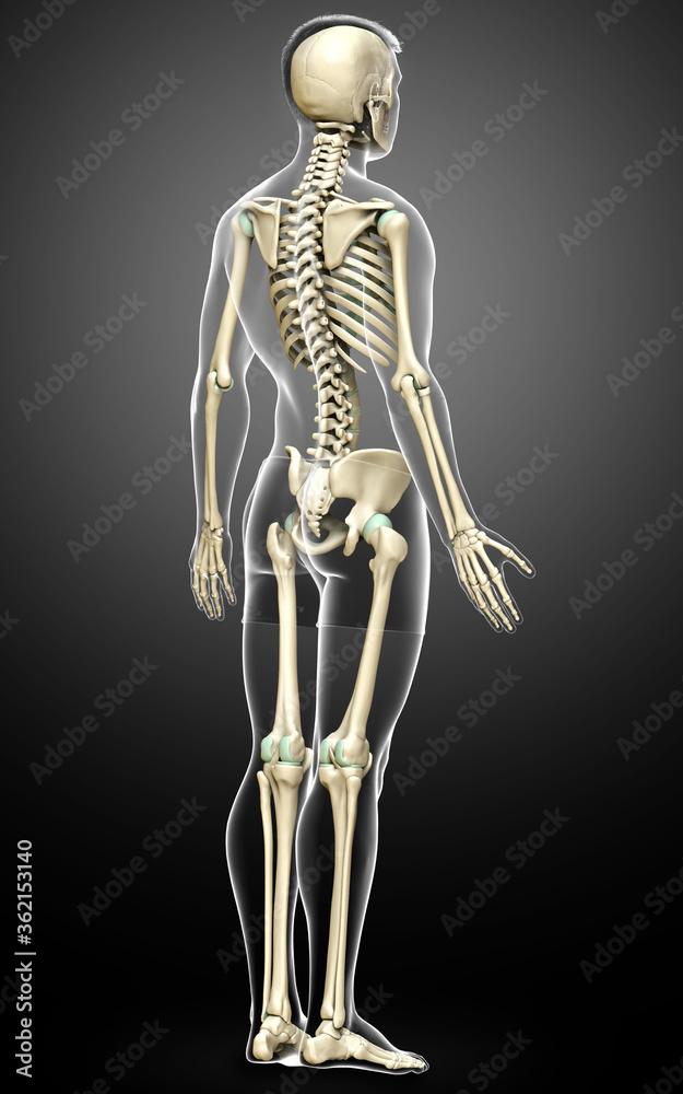 3d rendered, medically accurate illustration of a male skeleton system