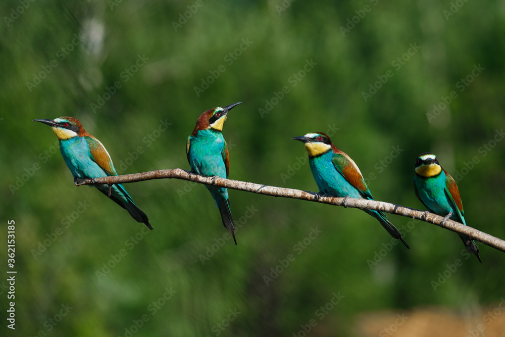 Obraz premium Four bee eaters sit on the same branch on a summer day