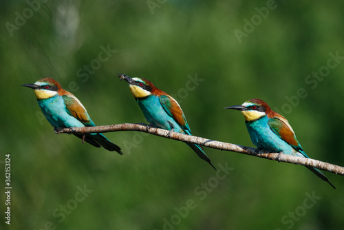 three bee eaters sit on the same branch