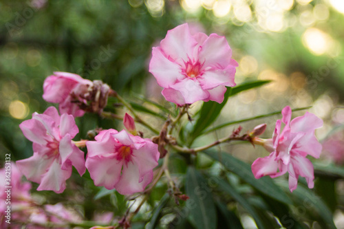 Pink flowers on oleander bushes in a summer park