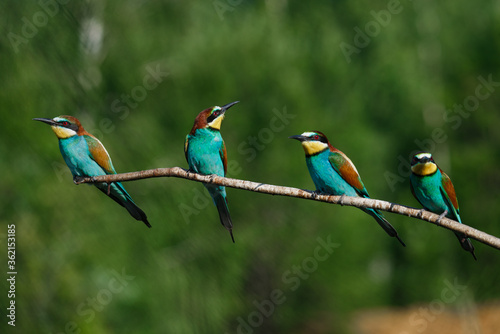Four bee eaters sit on the same branch on a summer day