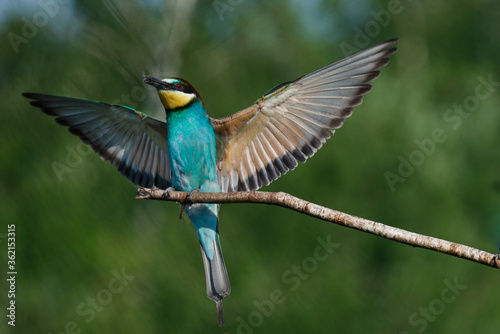 European Bee-eater comes in to land on a branch with another bee-eater
