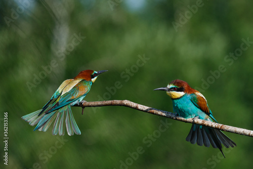 European Bee-eater comes in to land on a branch with another bee-eater © Aleksei Zakharov