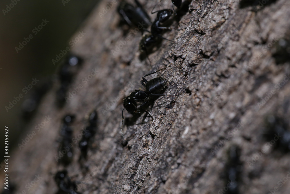 macro of big ant on the trunk, worker ants in colony macro of big ant on the trunk, worker ants in colony
