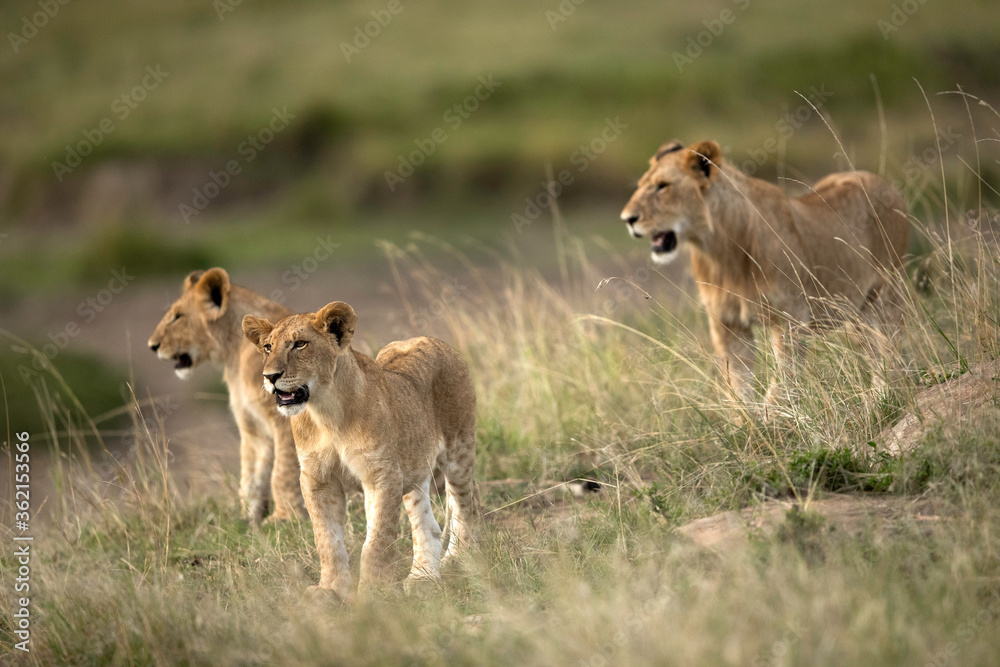Lioness and her cubs in the grasses, Masai Mara Lioness and her cubs in the grasses, Masai Mara