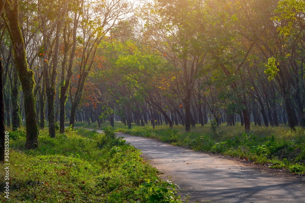 Obraz premium Empty roads in the autumn forest 