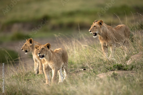 Lioness and her cubs in the grasses, Masai Mara