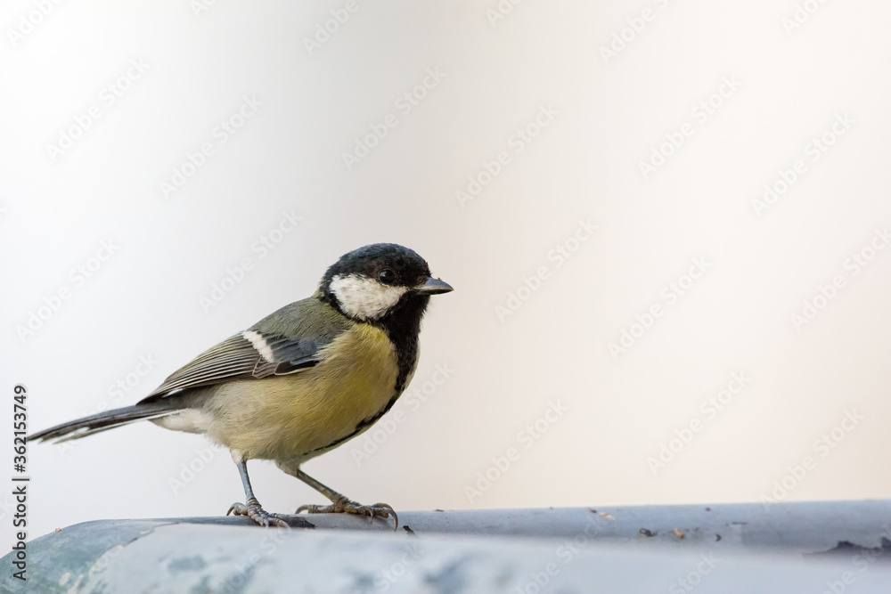 Obraz premium Great Tit (Parus major), Greece