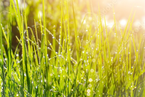 Morning dew on the green grass at summer under the sunlight. Perfect for natural background 
