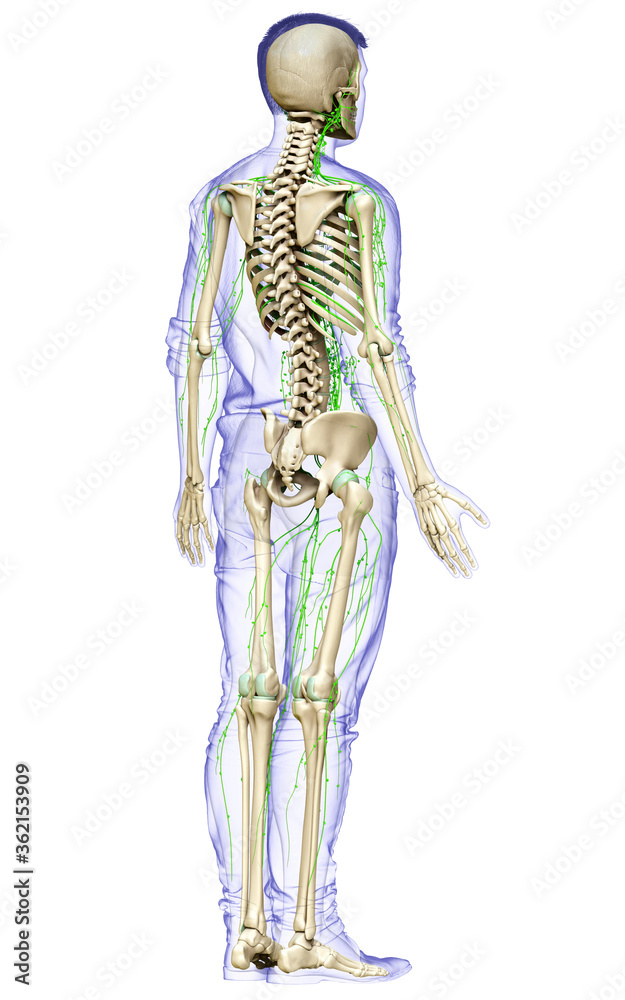 3d rendered medically accurate illustration of a male lymphatic system