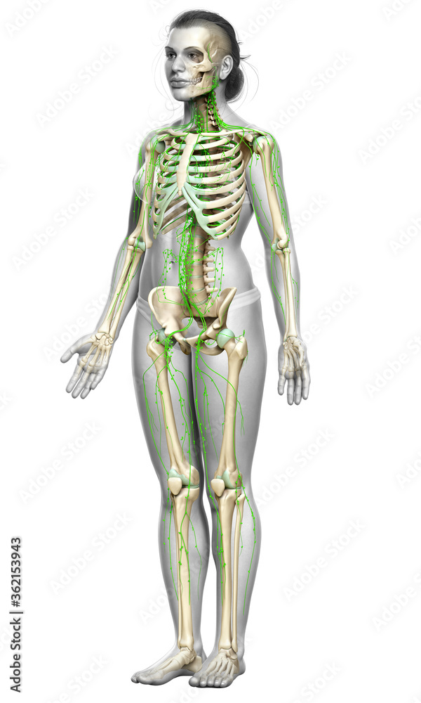 3d rendered medically accurate illustration of a female lymphatic system