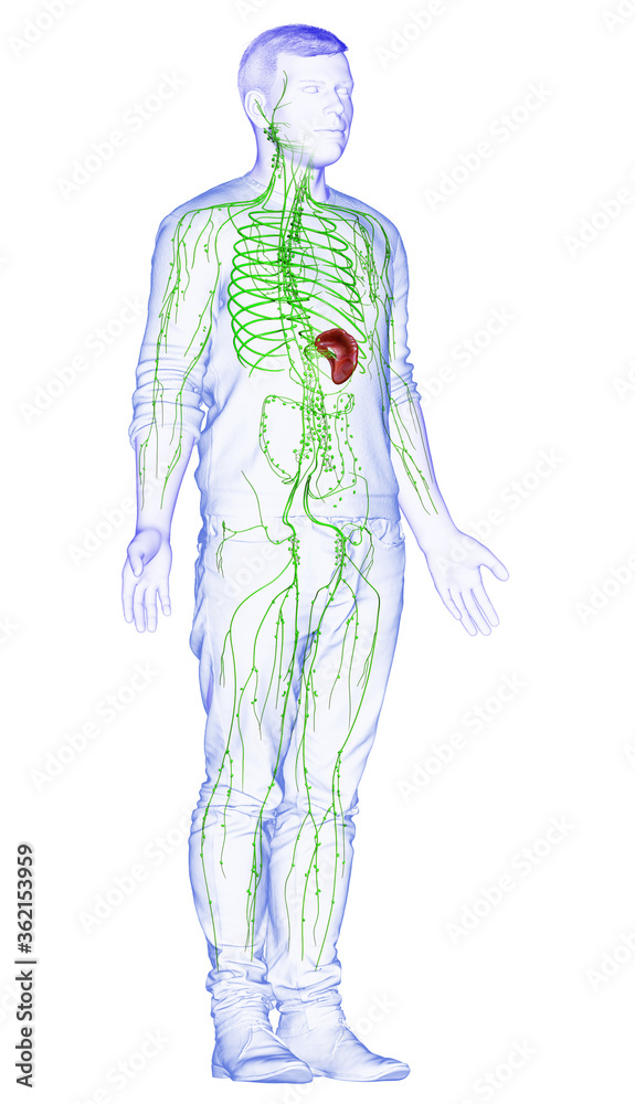 3d rendered medically accurate illustration of a male lymphatic system 3d rendered medically accurate illustration of a male lymphatic system