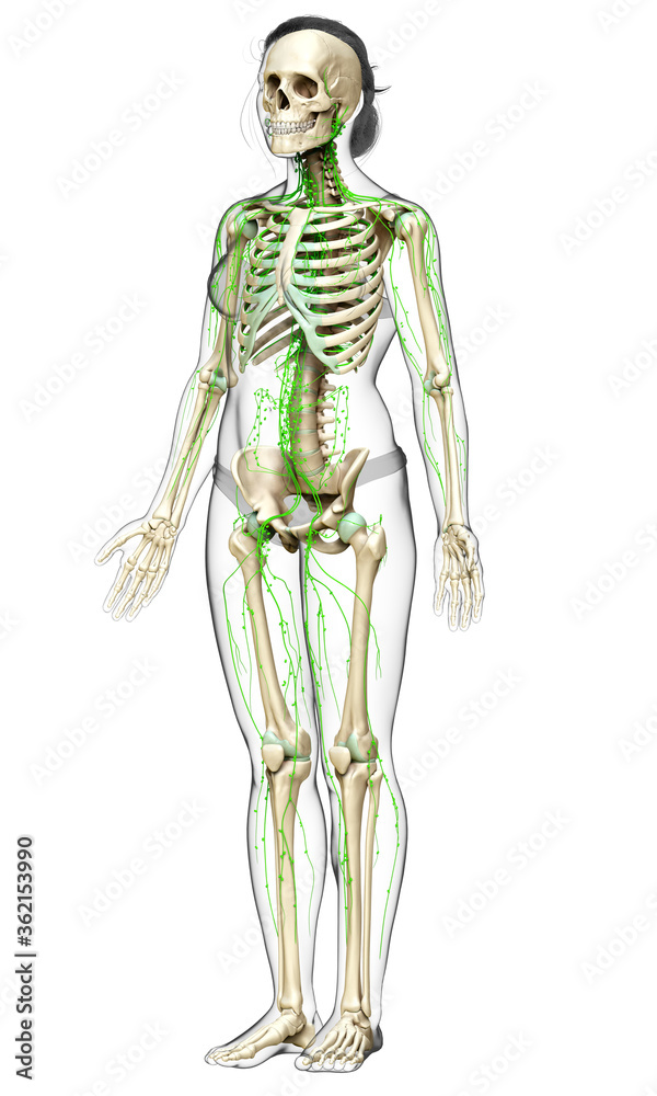 3d rendered medically accurate illustration of a female lymphatic system 3d rendered medically accurate illustration of a female lymphatic system